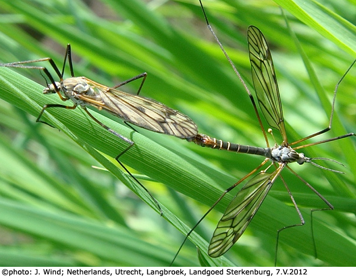 habitus - copula