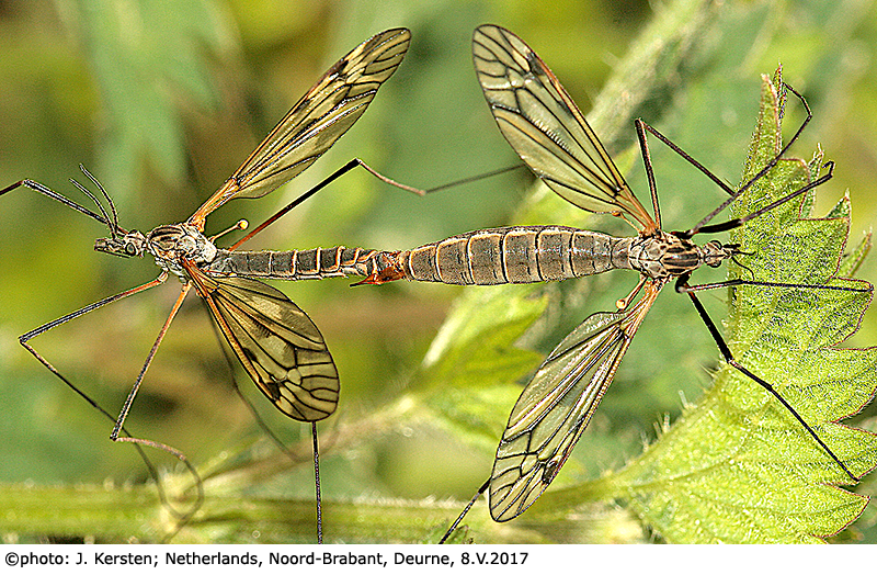 habitus - copula