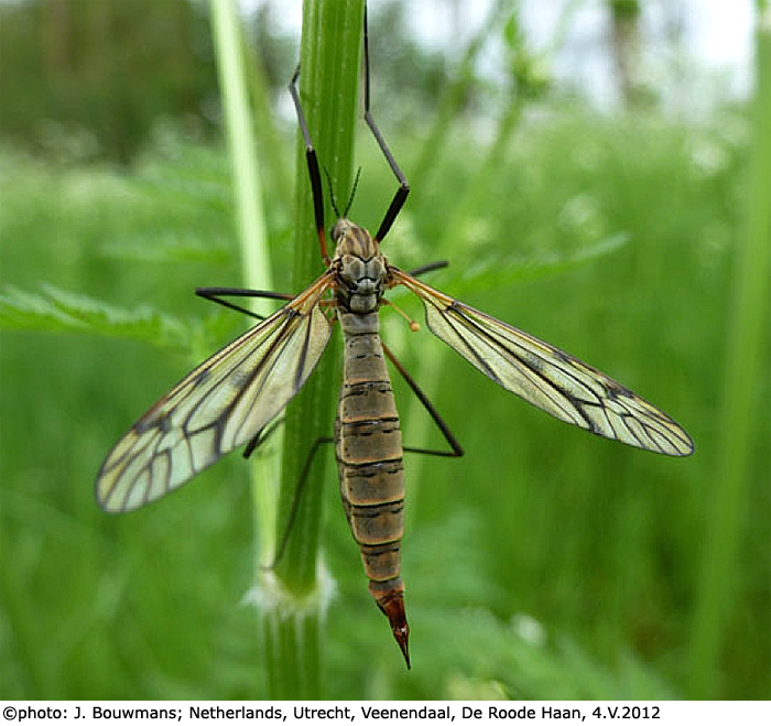 habitus - female