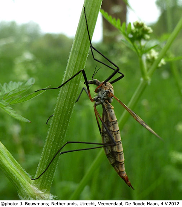 habitus - female