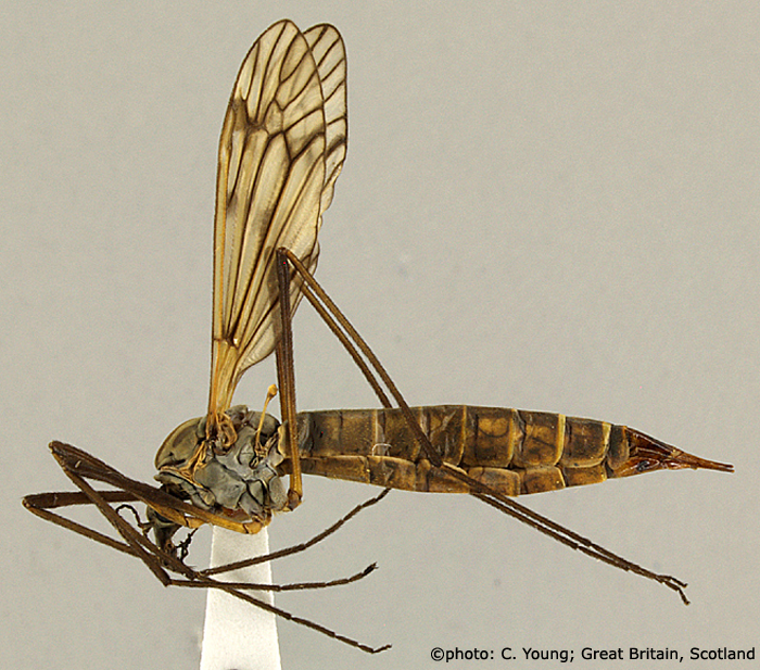 habitus - female