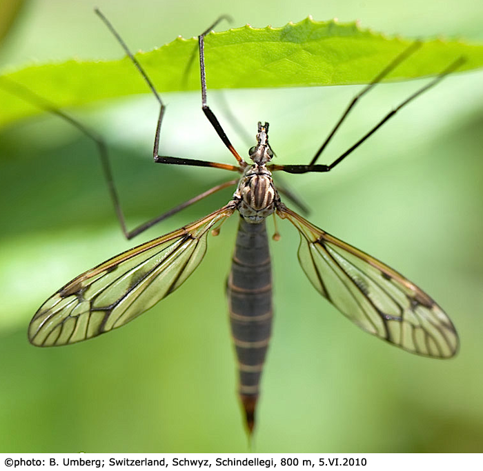 habitus - female