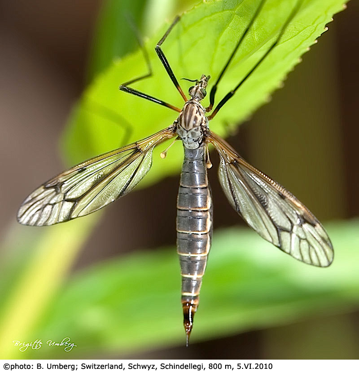 habitus - female