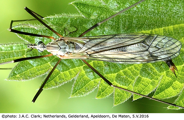 habitus - female