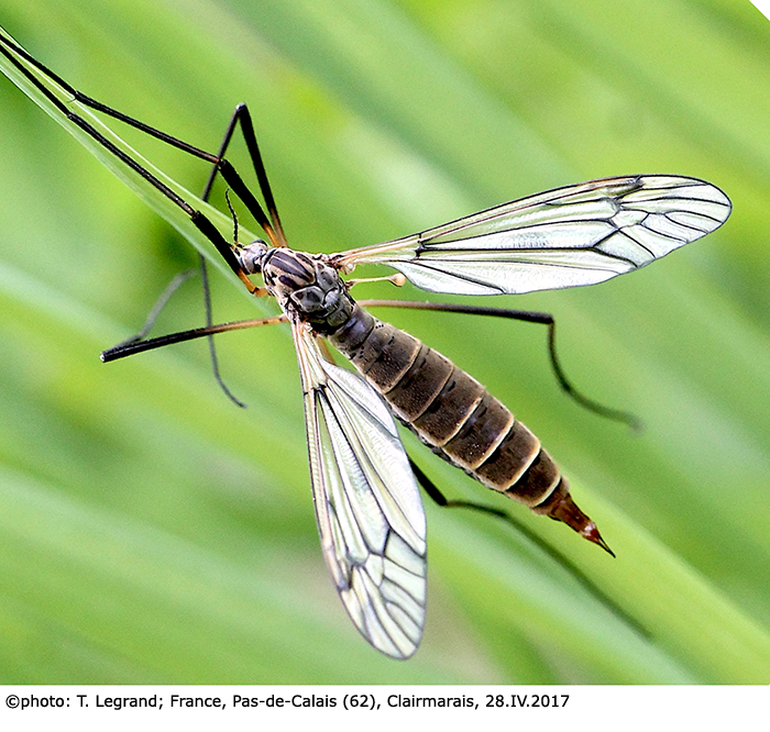 habitus - female