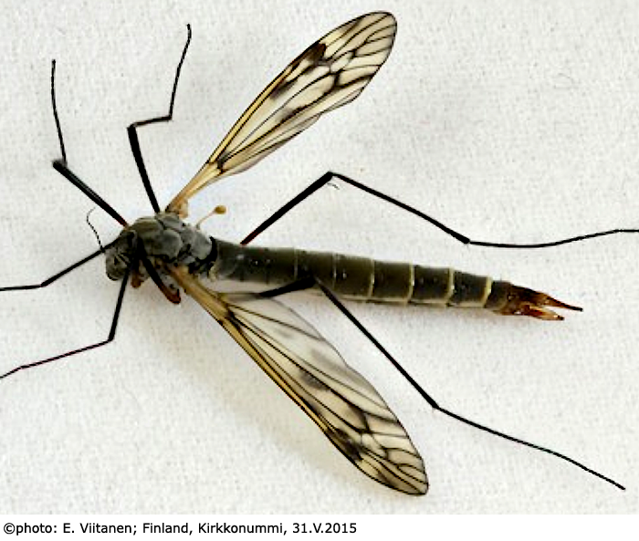 habitus - female