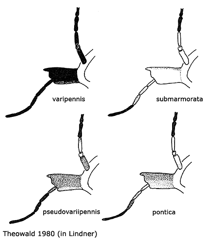 body part(s) - head