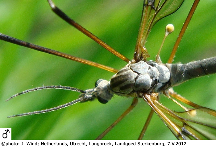 body part(s) - head and antenna