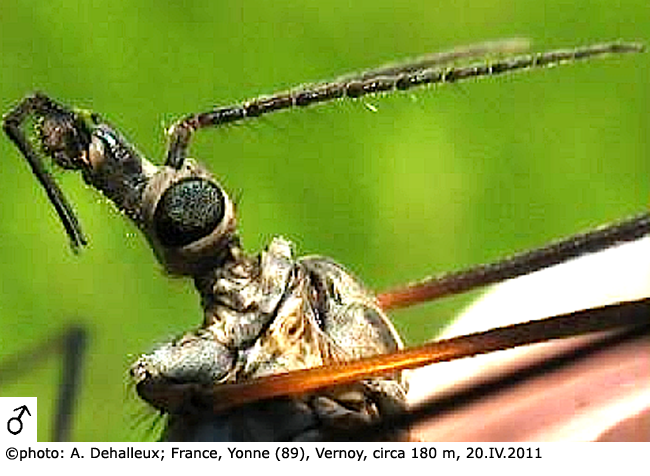 body part(s) - head and antenna