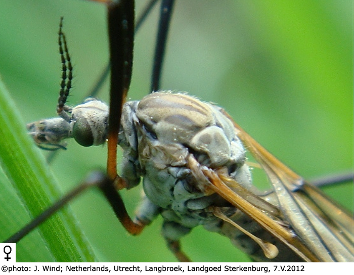 body part(s) - head and antenna