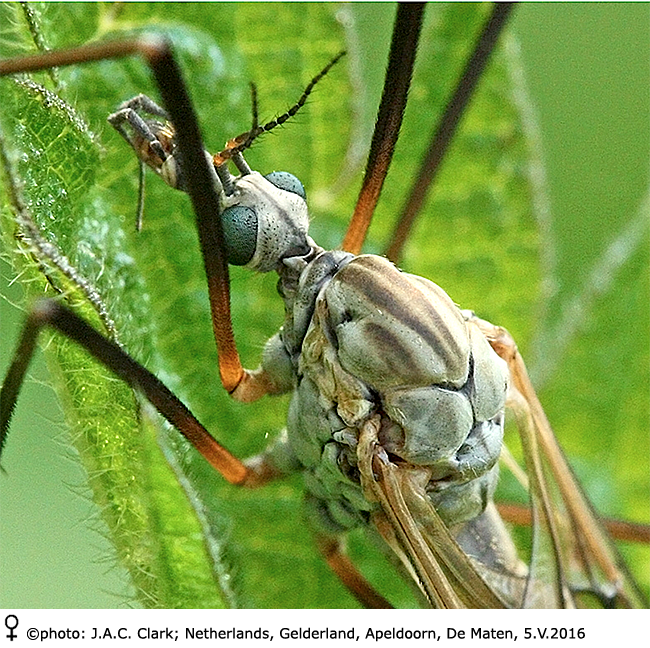 body part(s) - head and thorax
