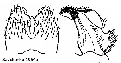 hypopygium