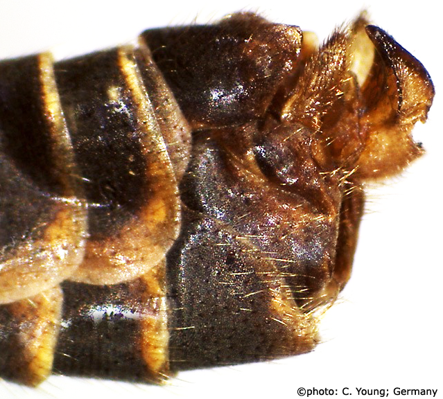 hypopygium