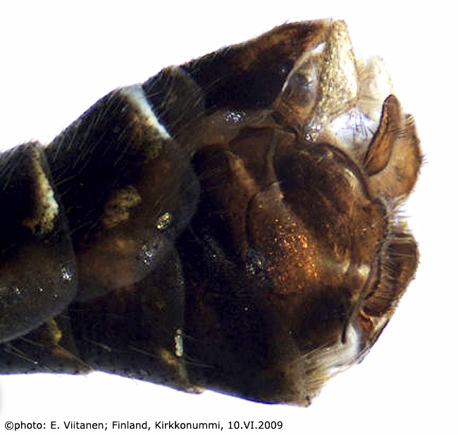 hypopygium