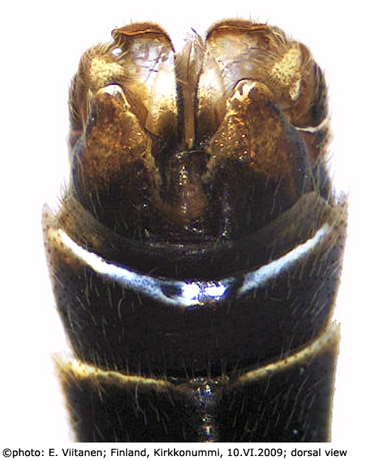 hypopygium