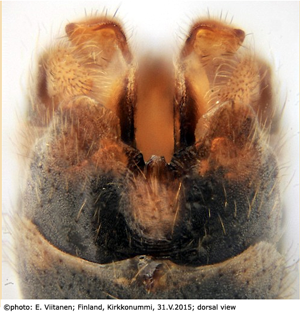 hypopygium