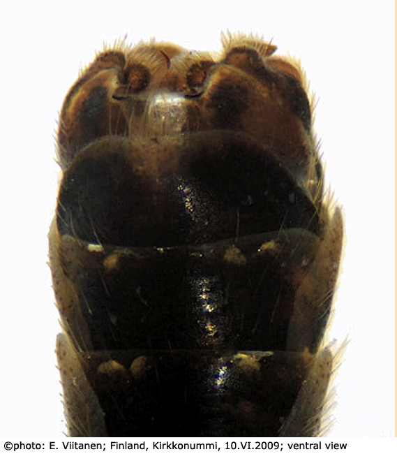 hypopygium