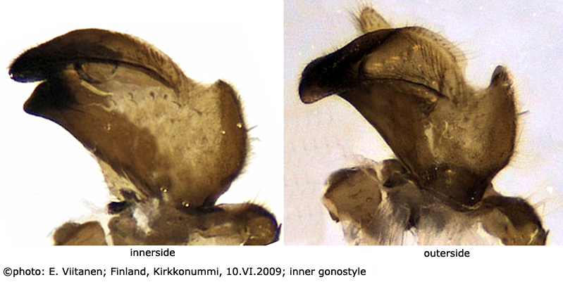 hypopygium