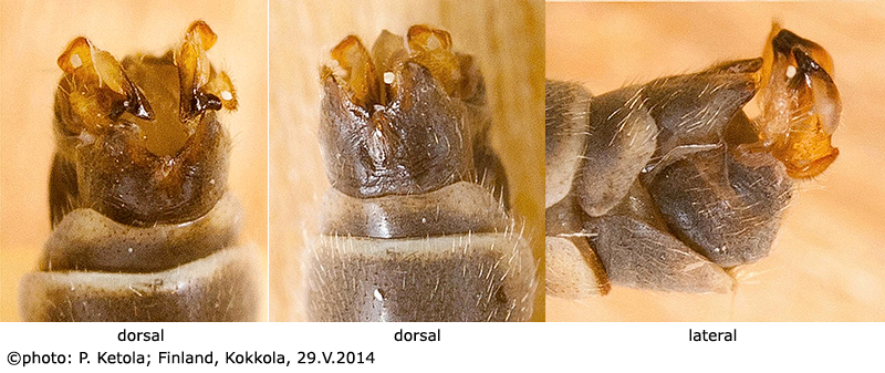 hypopygium