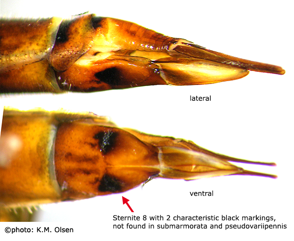 ovipositor