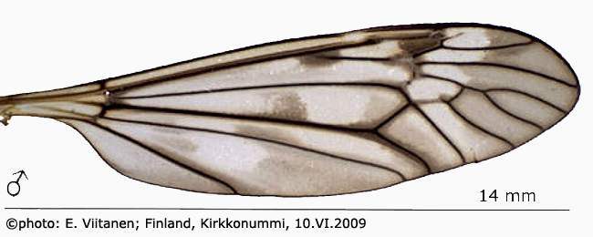 wing
