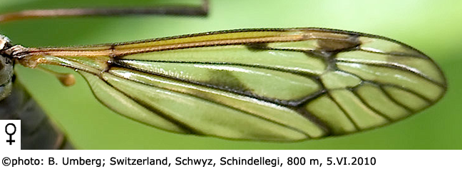 wing