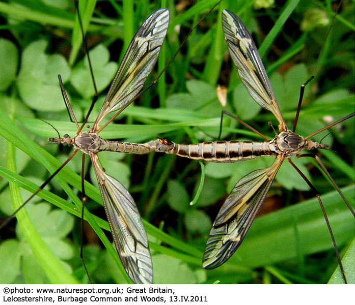 habitus - copula