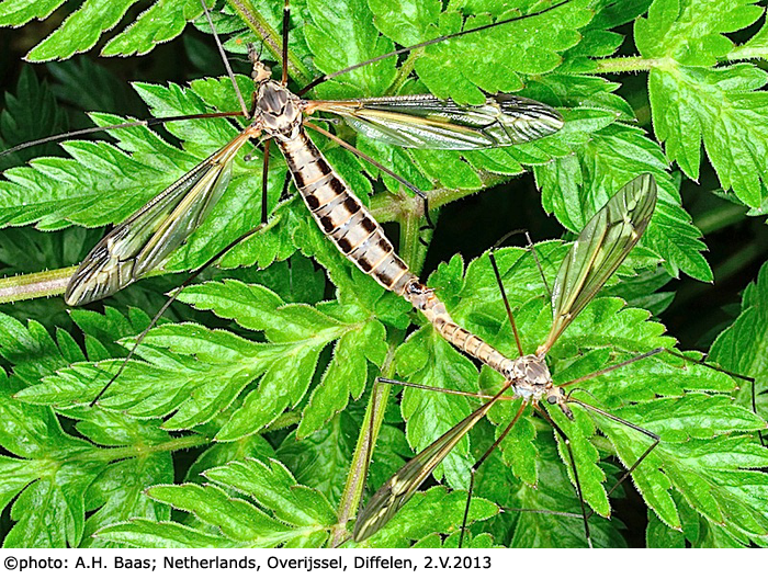 habitus - copula