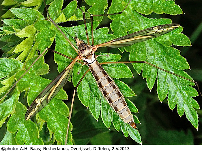 habitus - female