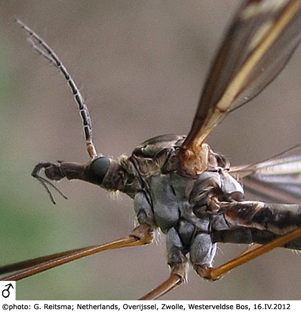 body part(s) - head and thorax