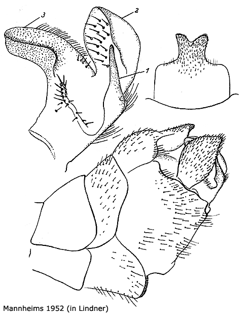 hypopygium