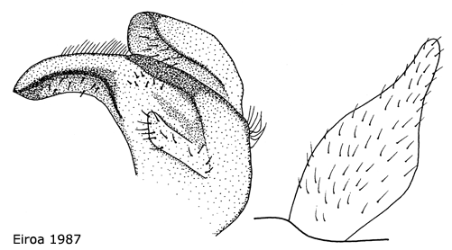 hypopygium
