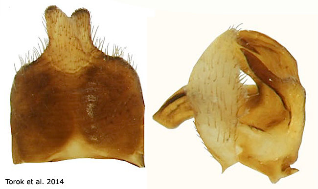hypopygium