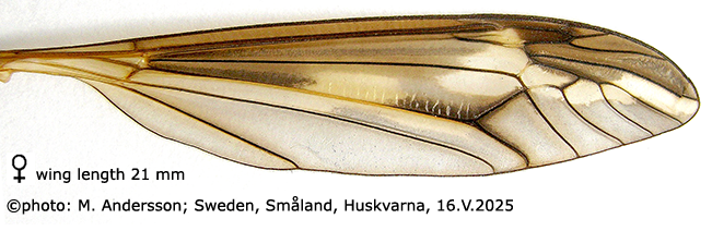 wing