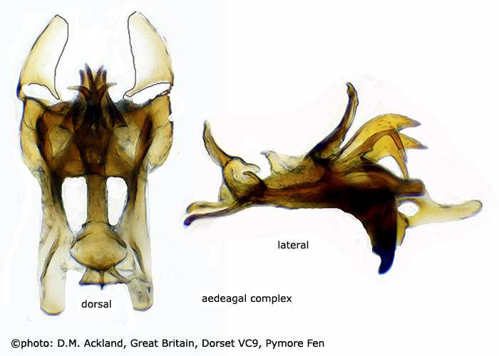 hypopygium