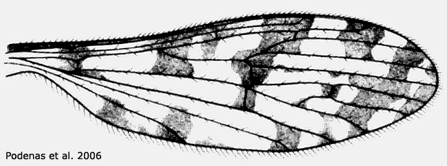 wing