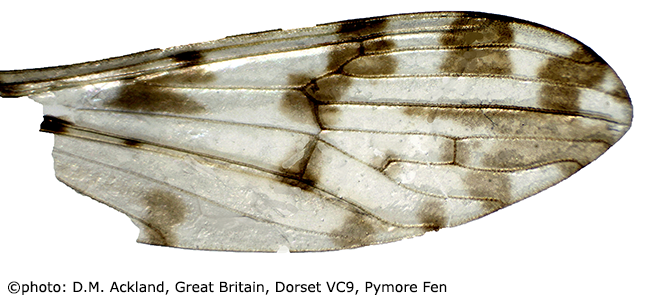 wing