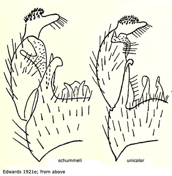 hypopygium
