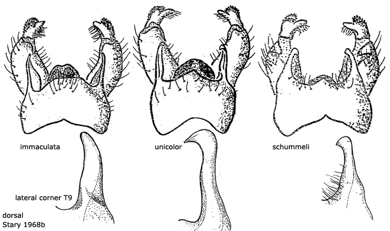 hypopygium