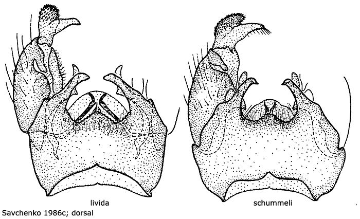 hypopygium