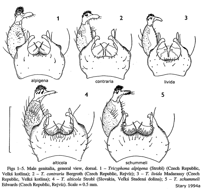 hypopygium
