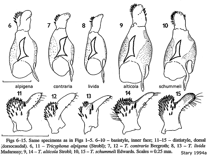 hypopygium