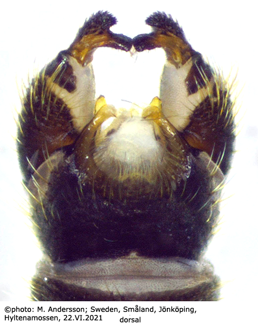 hypopygium