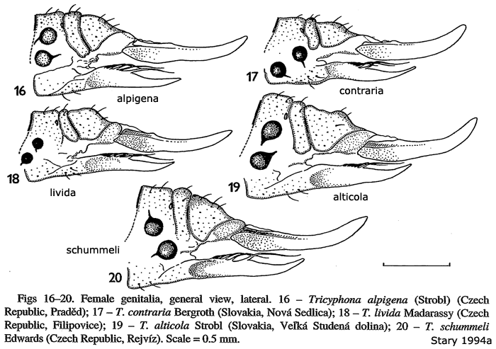 ovipositor