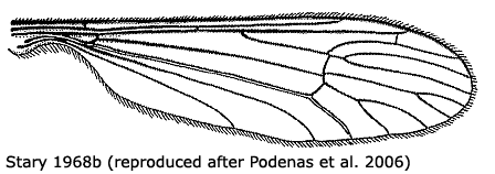 wing