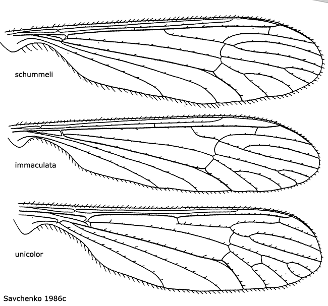 wing