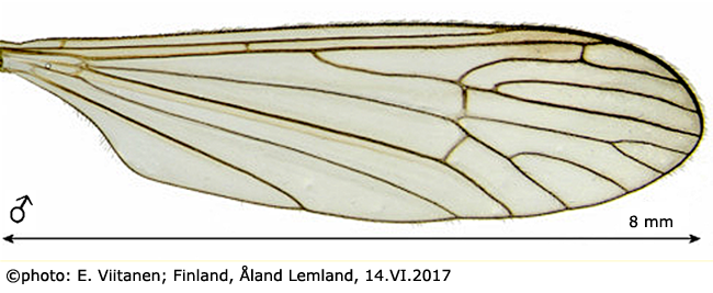 wing