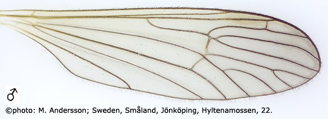 wing