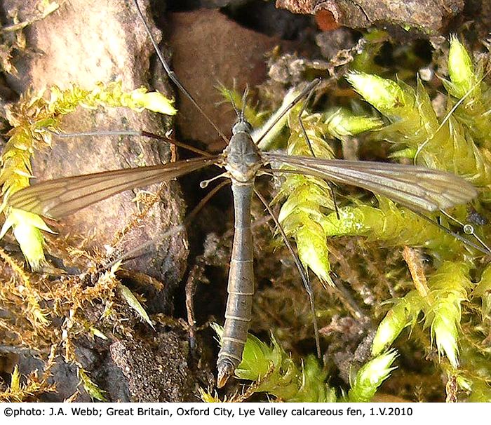 habitus - female