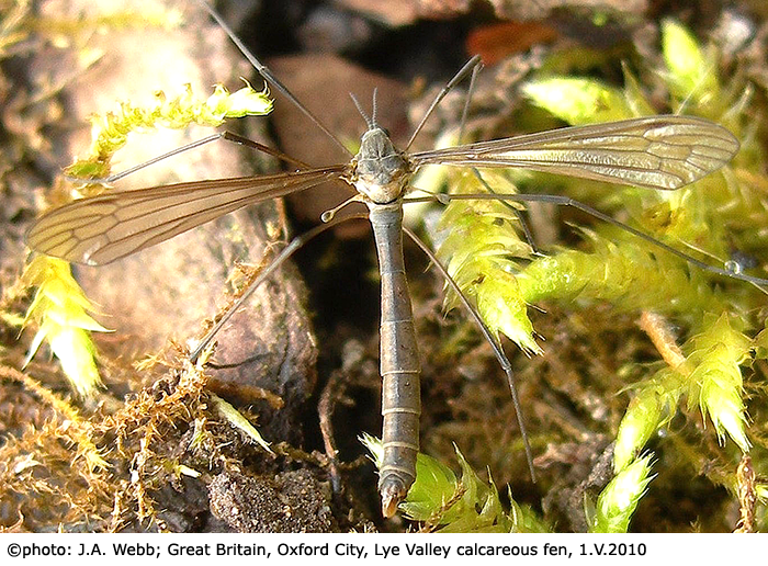 habitus - female